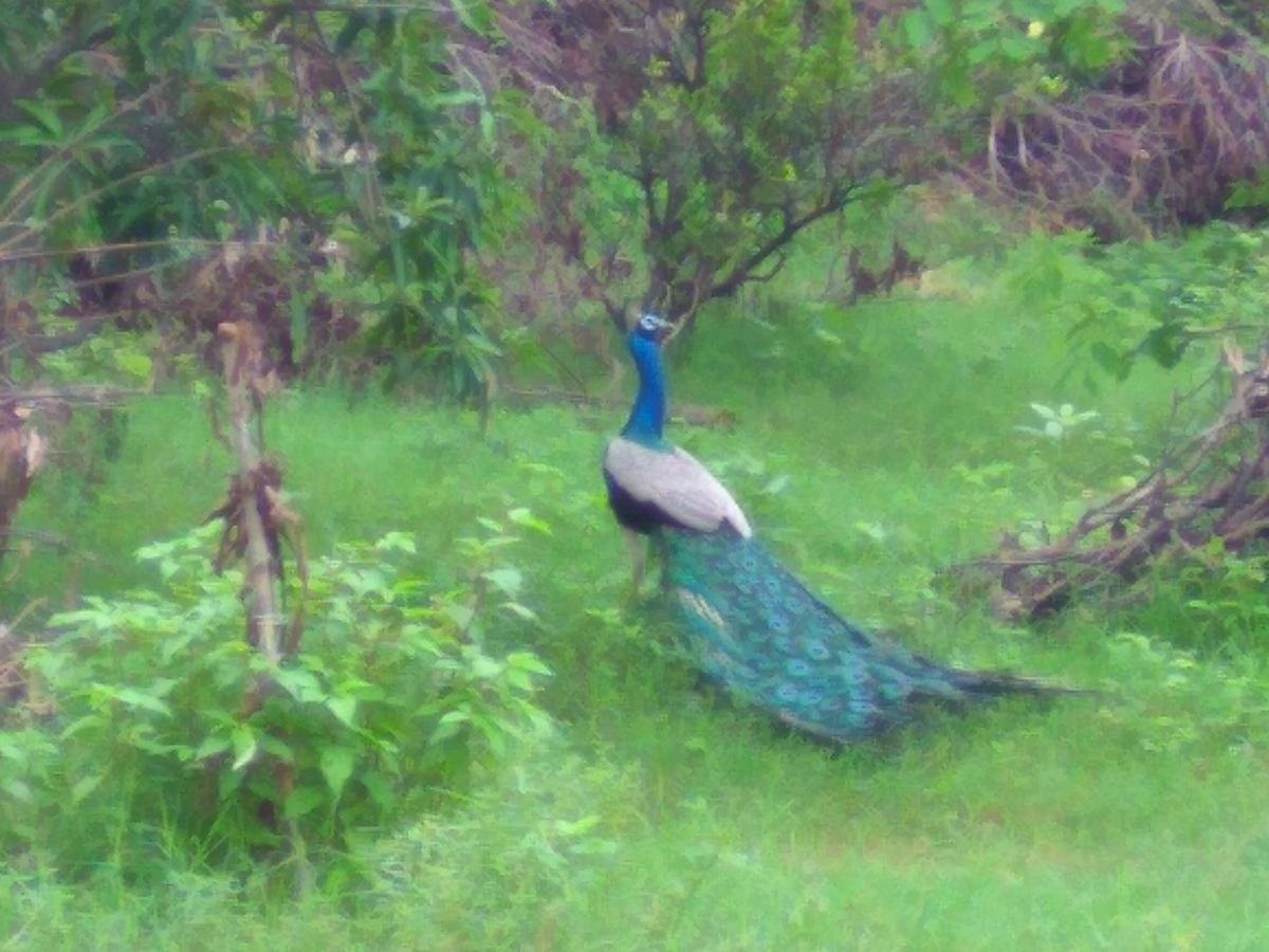 Ranakpur Nature Retreat Sādri Dış mekan fotoğraf